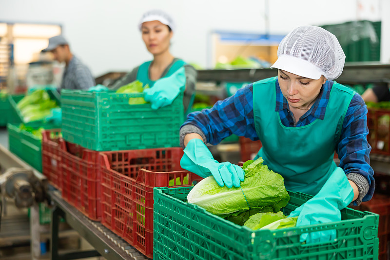 蔬菜分拣厂的女工正在整理盒子里的莴苣