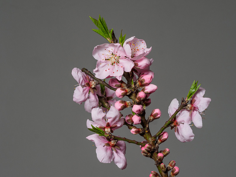 春花系列中，宏亮的桃花孤立在灰色的背景上，聚焦在红色的雄蕊上。