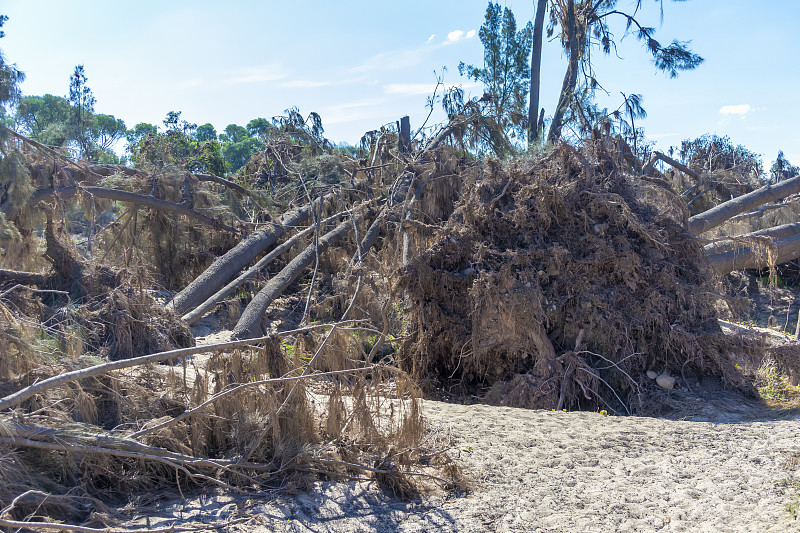在澳大利亚新南威尔士州Hawkesbury地区的Yarramundi保护区，严重的洪水后倒下的树木的照片