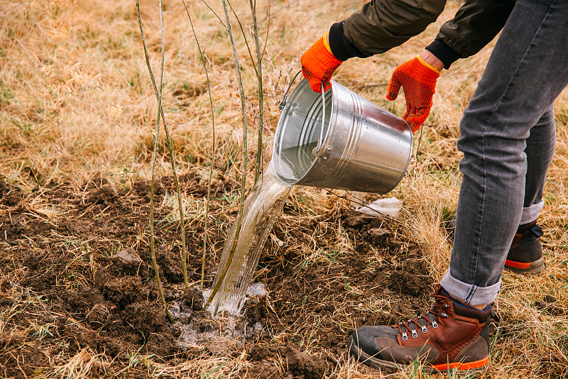 一名匿名男子正从一个金属桶里往一棵新栽的树上浇水。