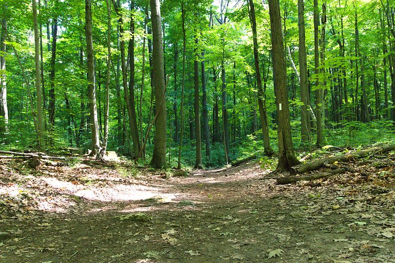 阳光明媚的日子里，森林中高大的绿色树木中间一条狭窄的小路的美丽镜头