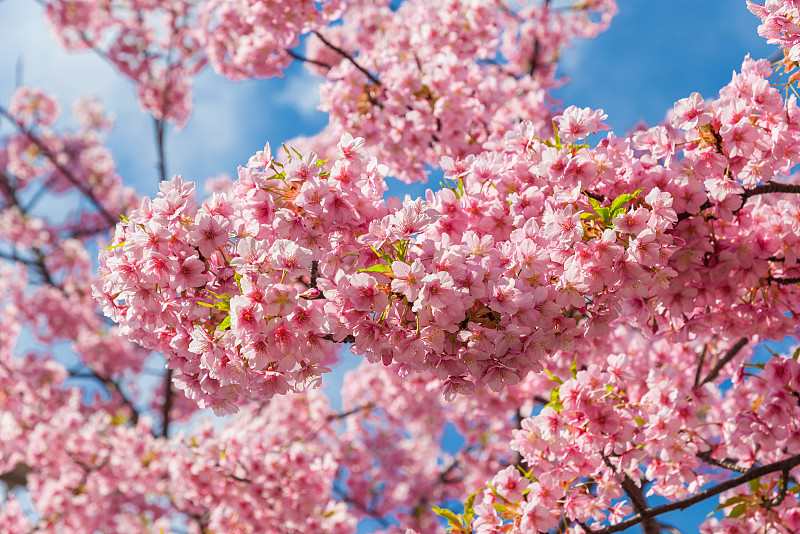 樱桃树粉红色的花背景