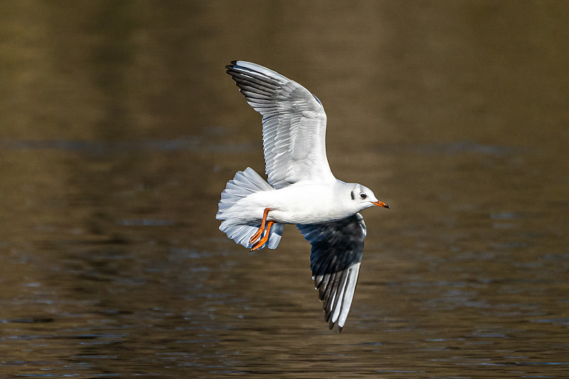 欧洲鲱鱼鸥，Larus argentatus是一种大型鸥