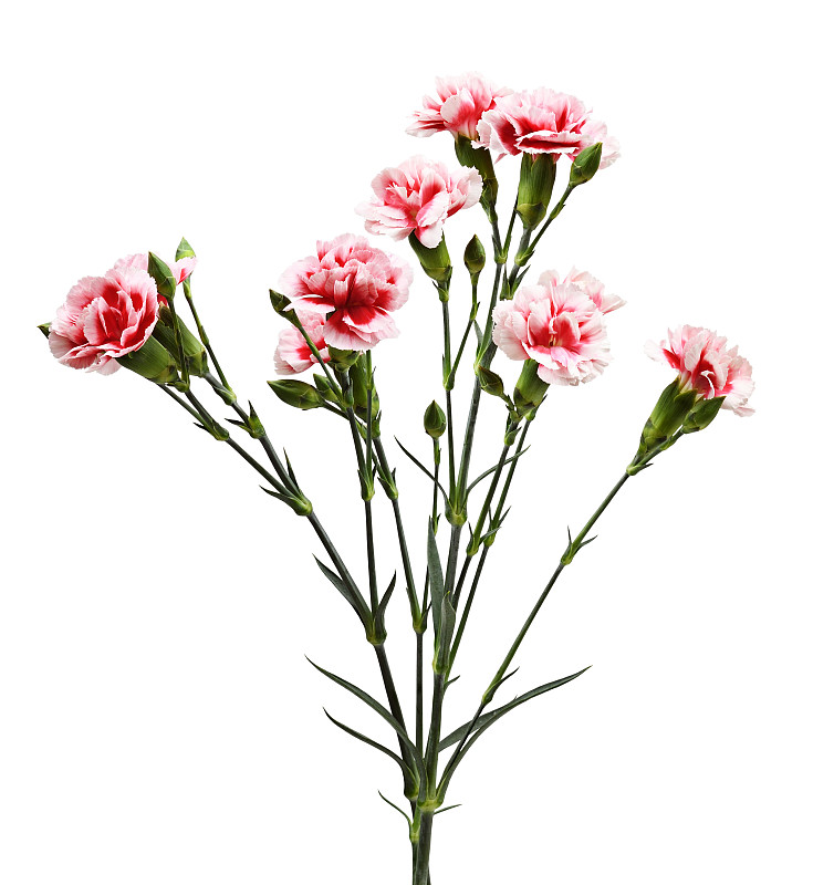 红色和白色康乃馨的小枝，有绿色的芽和叶孤立在白色上。