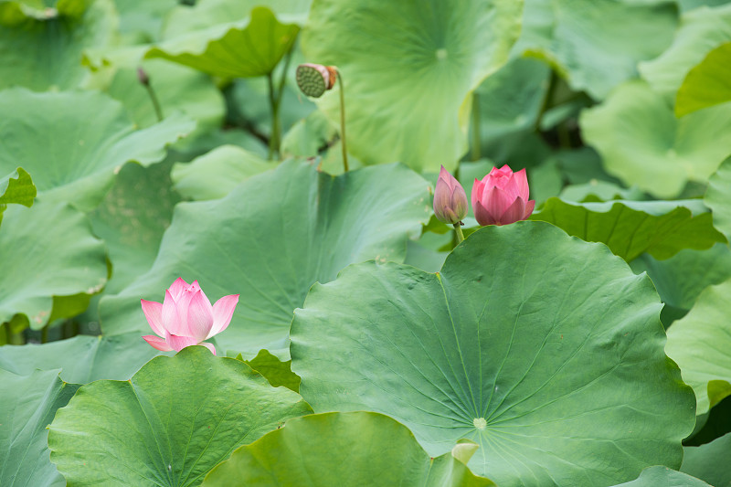 粉红色的睡莲盛开着荷花