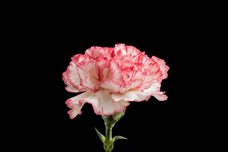 美丽盛开的康乃馨