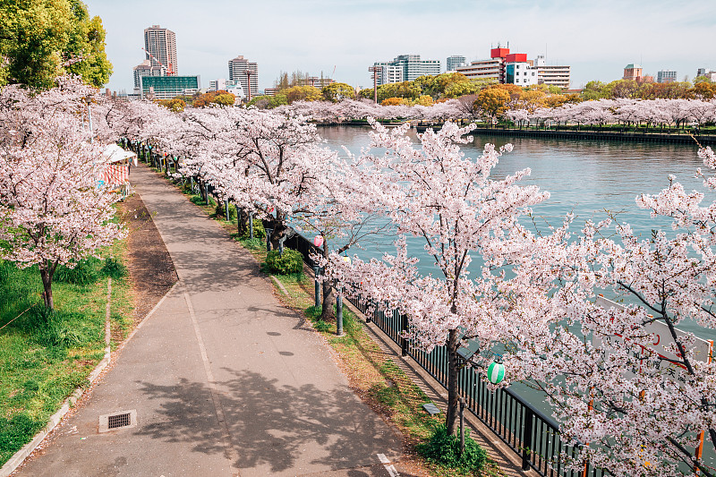 樱花盛开的道路与河流大阪，日本