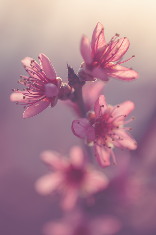 柔和的粉红色桃花在春天盛开。库存图片