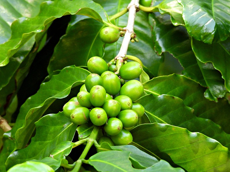 阿拉伯咖啡豆(阿拉比卡咖啡)也被称为山咖啡和阿拉比卡咖啡。第一个被培植的咖啡品种。