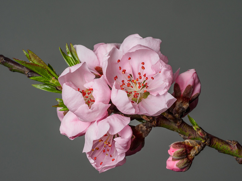 春花系列中，宏亮的桃花孤立在灰色的背景上，聚焦在红色的雄蕊上。