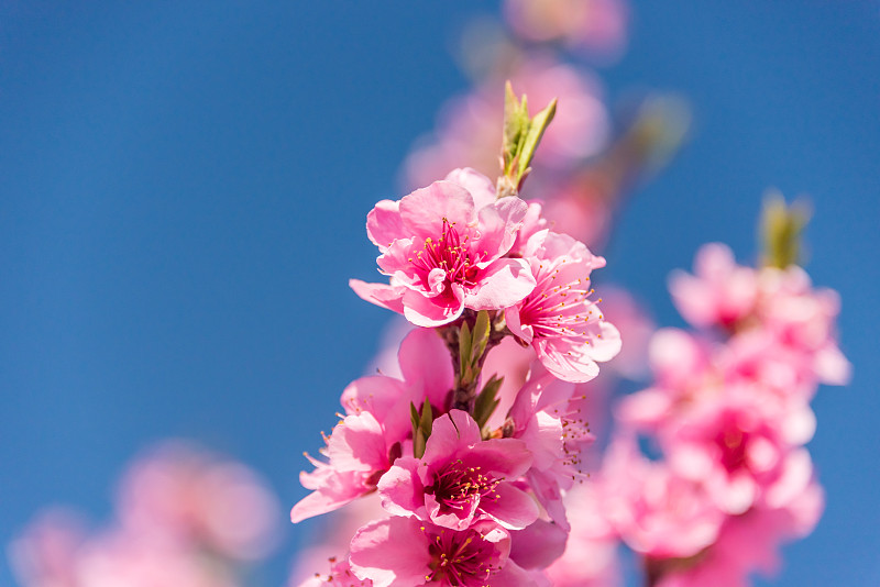 粉红色的桃花在春天盛开