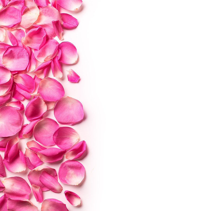 粉红玫瑰花瓣镶边