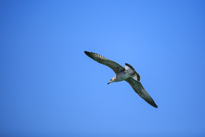 海鸥在蓝天白云