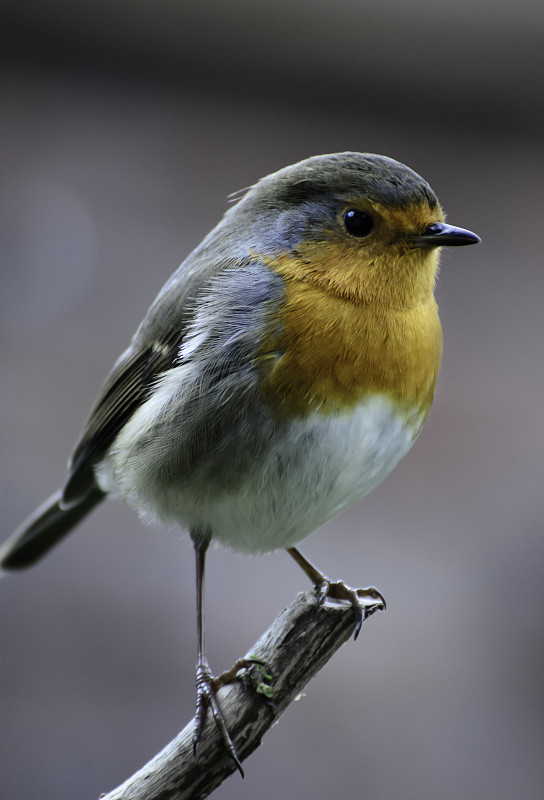 知更鸟栖息在树枝上
