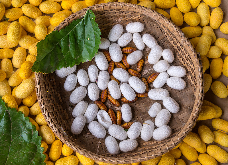 蚕在竹篓里筑巢，用作丝绸织物