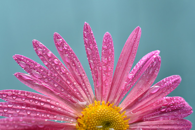 粉红色的花，蓝色的背景上有水滴。微距工作室从低角度拍摄。