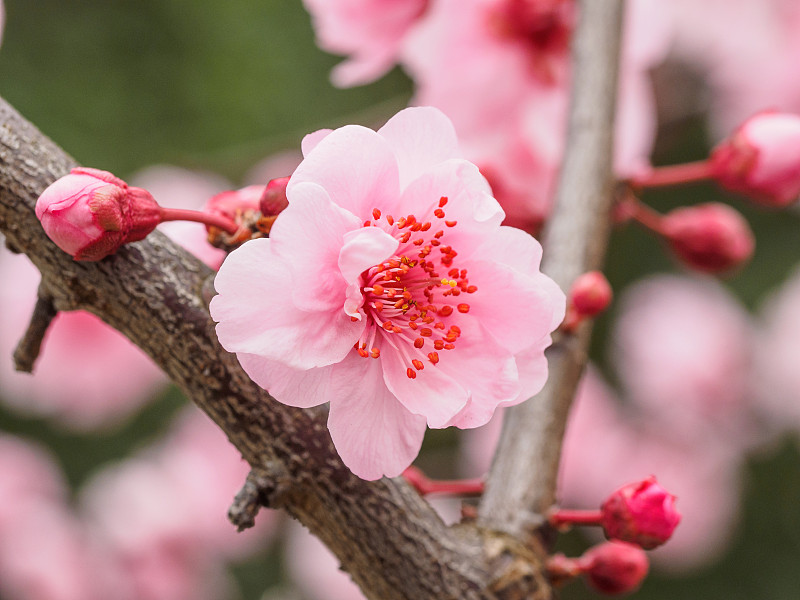 春花系列:公园里美丽的红梅，前景和背景模糊。