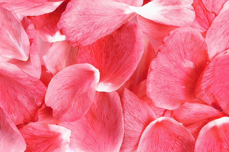 玫瑰花瓣作为背景或背景，特写，祝贺或假日概念。