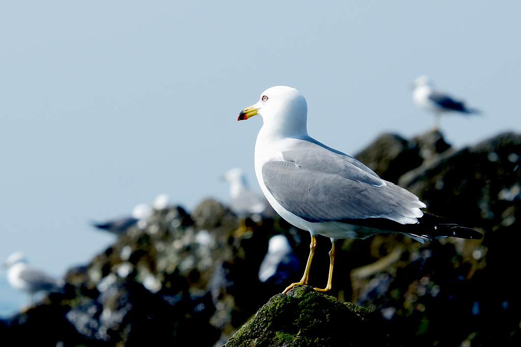 海滩海鸟站立在礁石上动物海鸥摄影动物