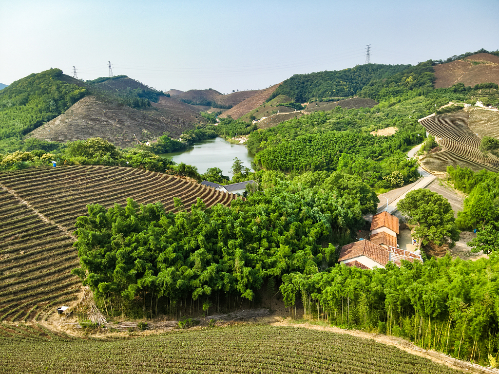 莫干山绿色生态茶园