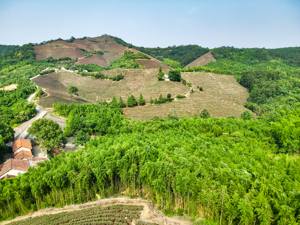 莫干山绿色生态茶园