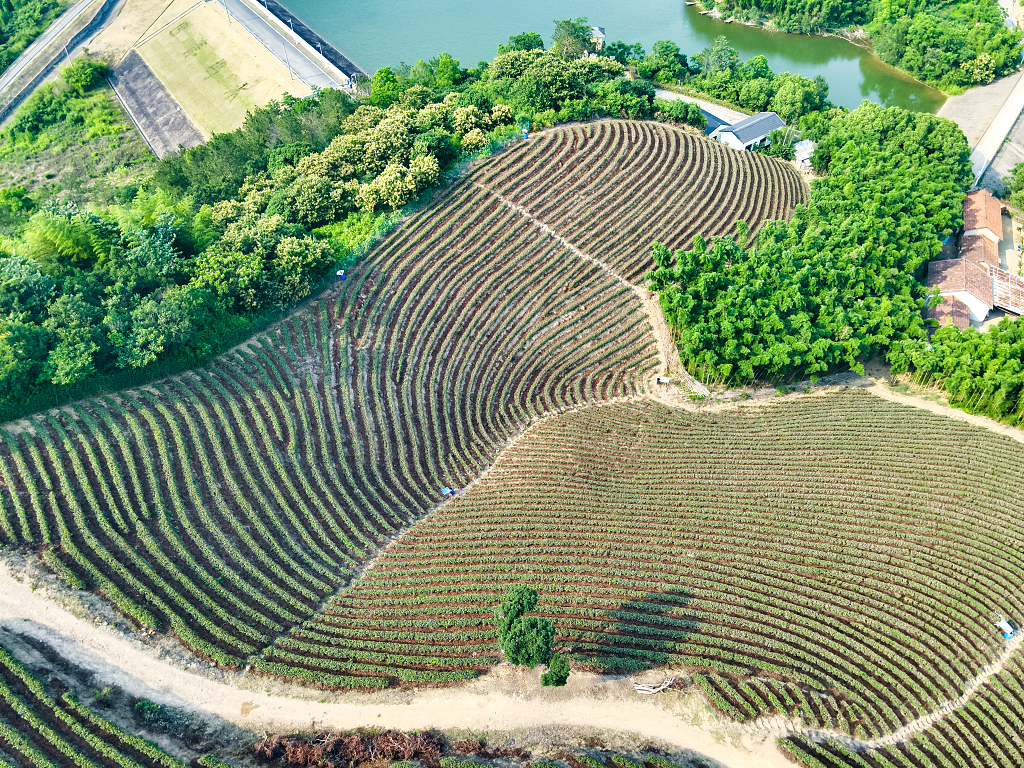 莫干山绿色生态茶园