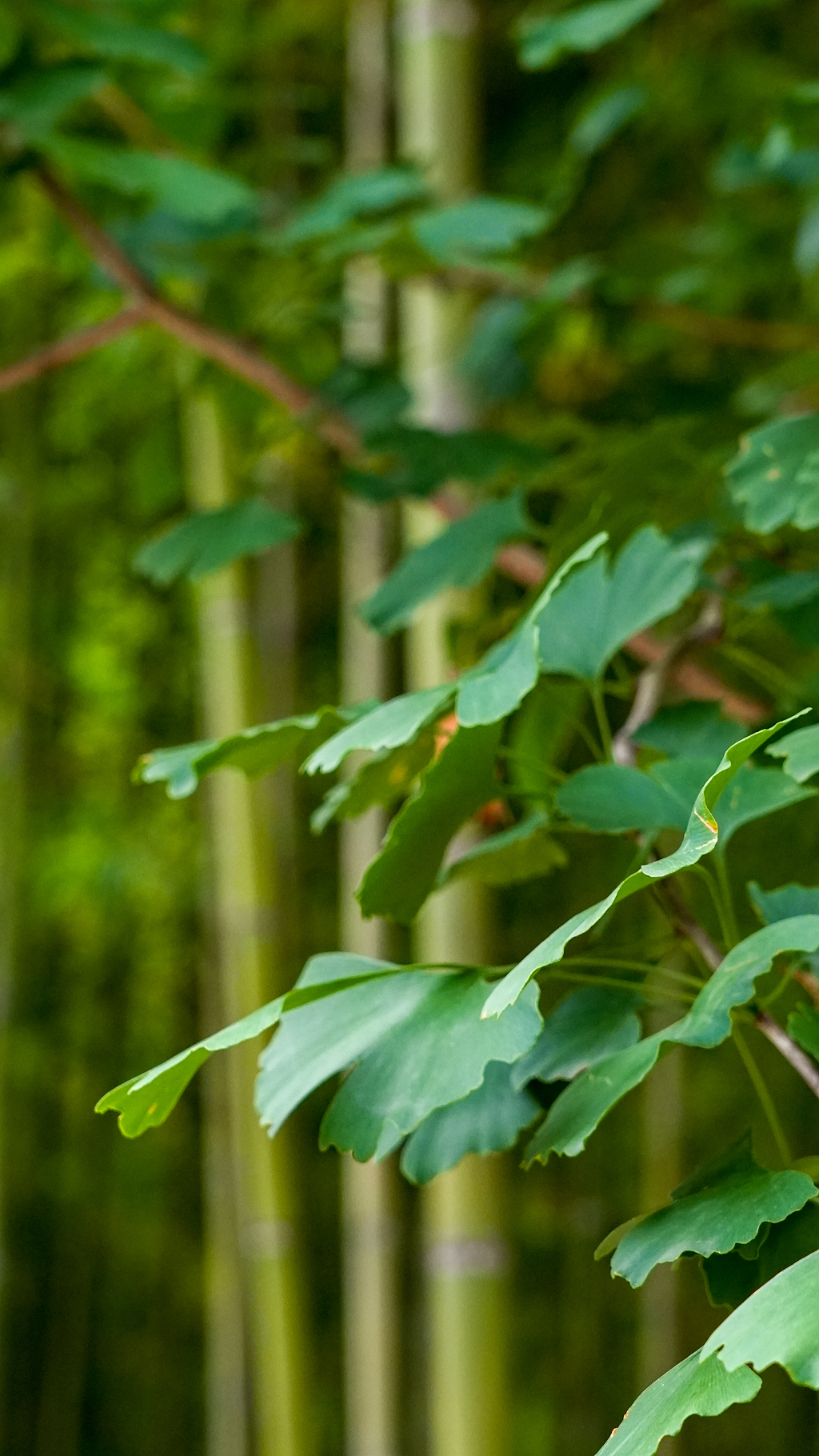 户外大自然绿色植物银杏叶子