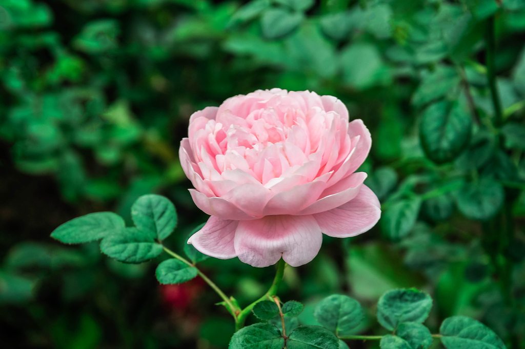 春天公园里盛开的月季花