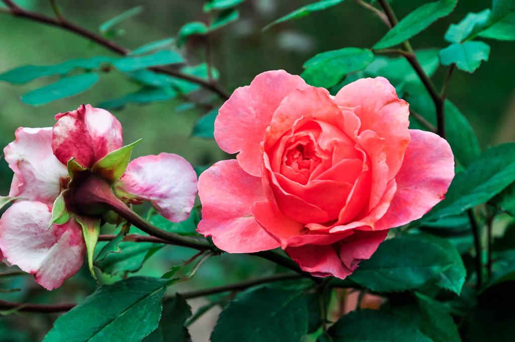 春天公园里盛开的月季花