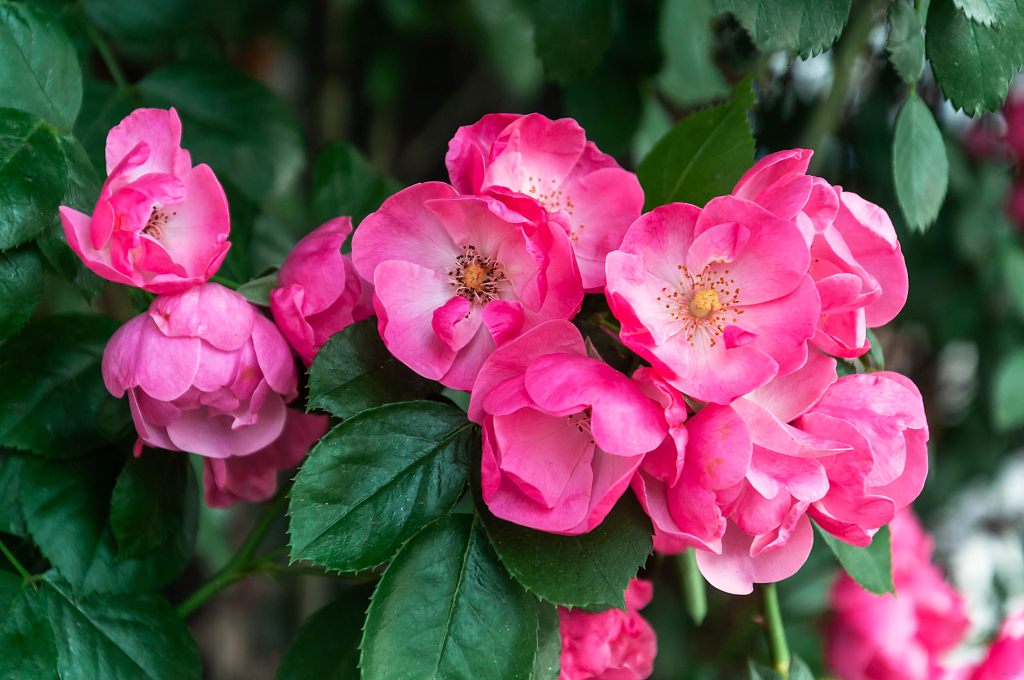 春天公园里盛开的蔷薇花