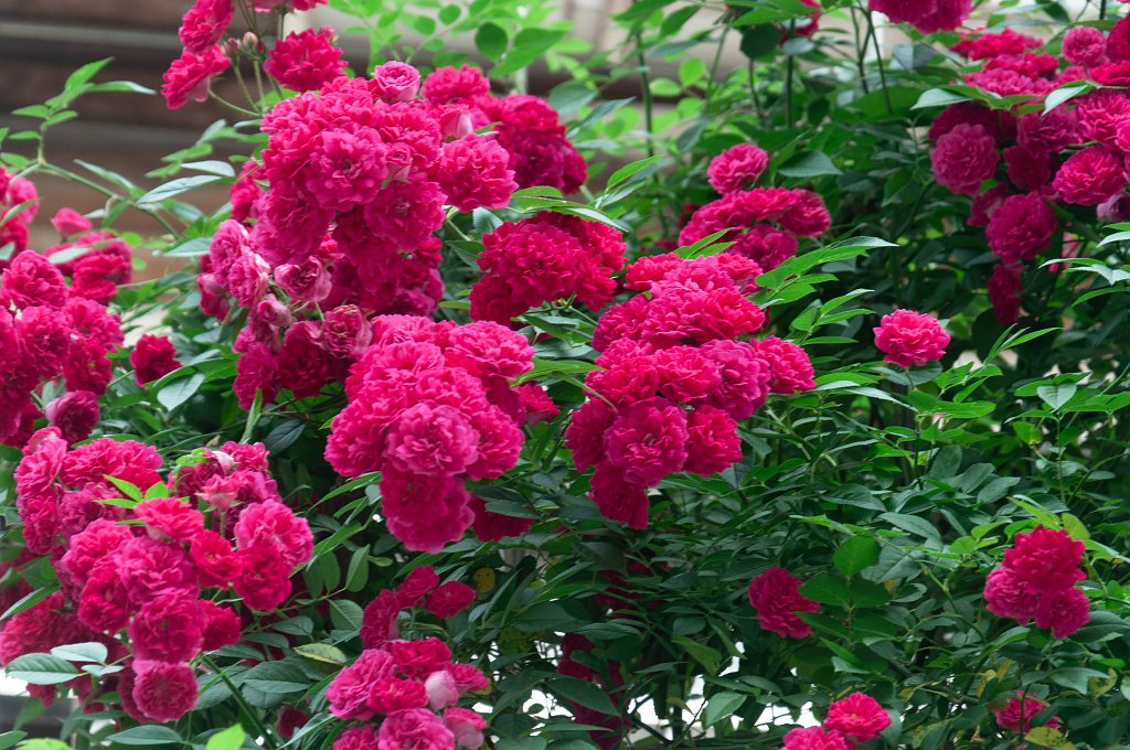 春天公园里盛开的七姊妹花蔷薇花