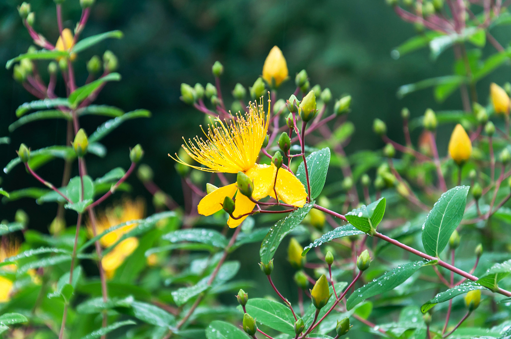 春天公园里盛开的金丝桃花