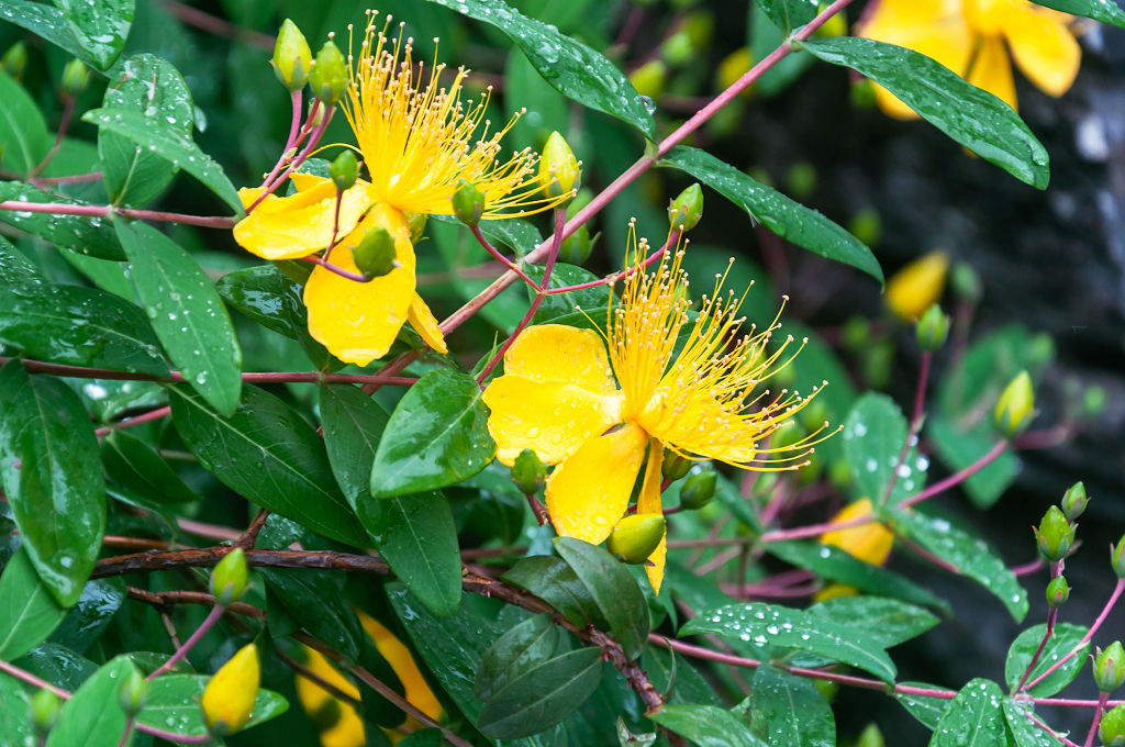 春天公园里盛开的金丝桃花