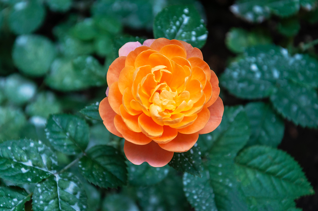 春天小区盛开的月季花