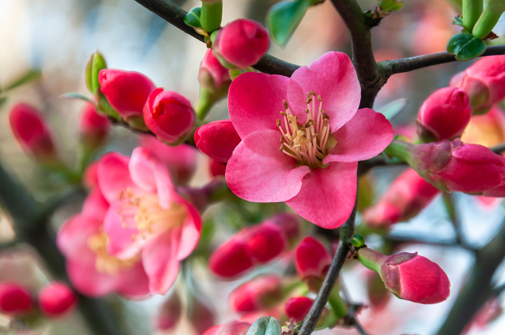 春天公园里盛开的贴梗海棠花
