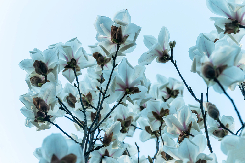 春天公园里盛开的白玉兰花