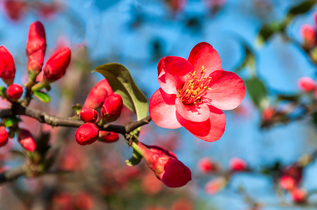 春天公园里盛开的贴梗海棠花