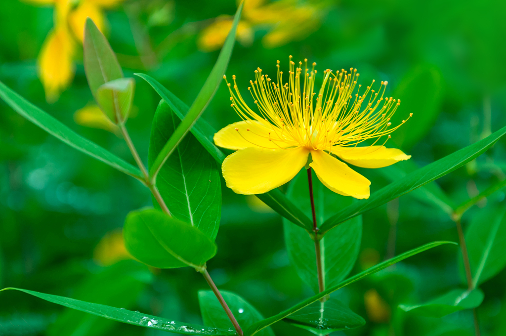 公园里盛开的金丝桃花
