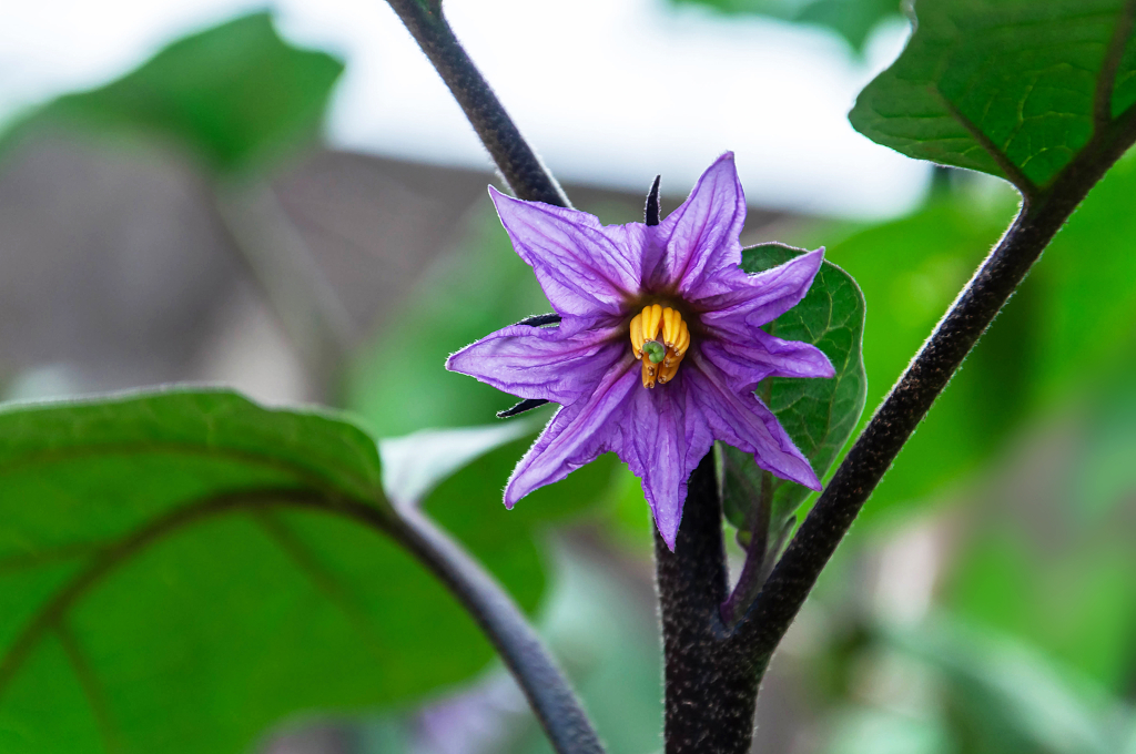 菜地里盛开的茄子花