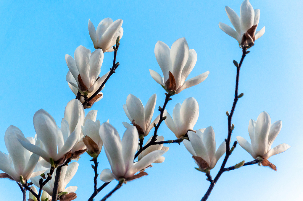 春天公园里盛开的白玉兰花