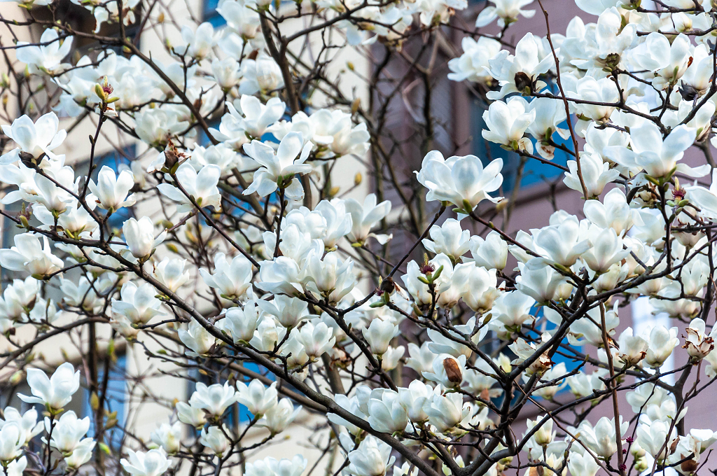 春天公园里盛开的白玉兰花