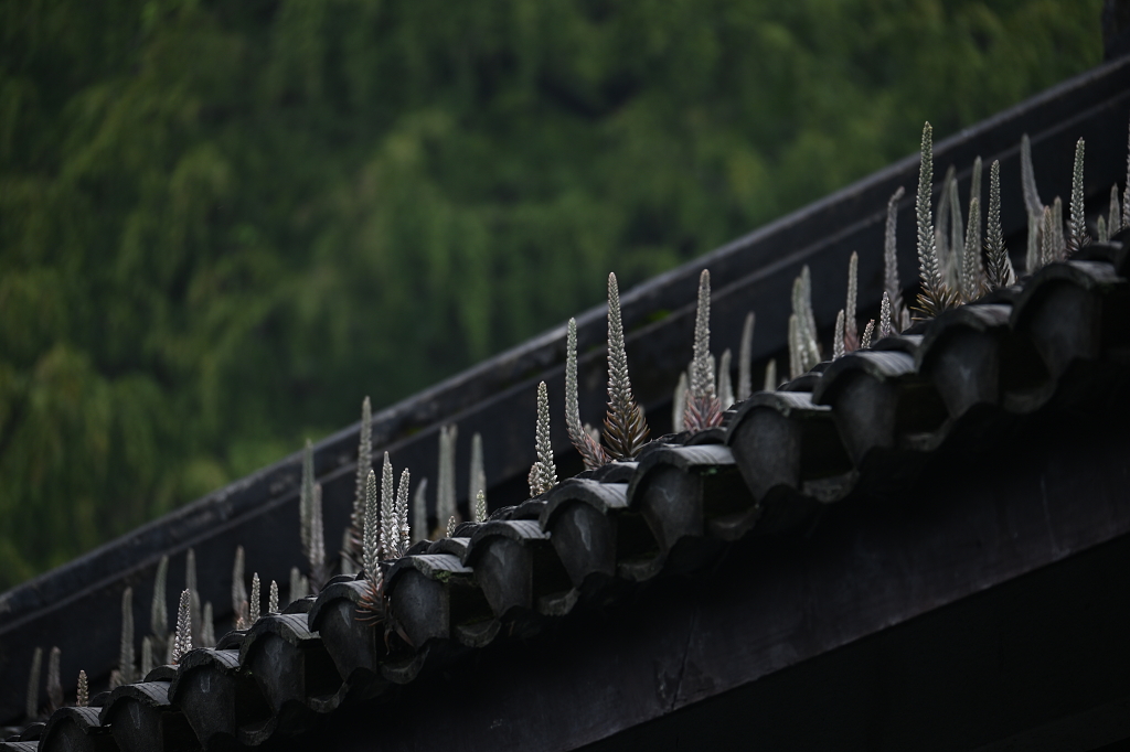 年份久远的瓦房上生长着的瓦松