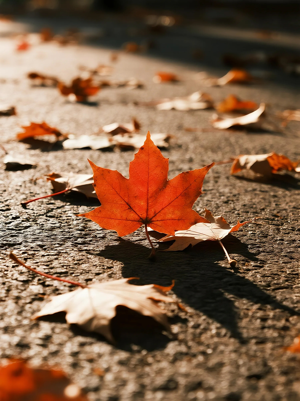 秋天枫叶飘落摄影图