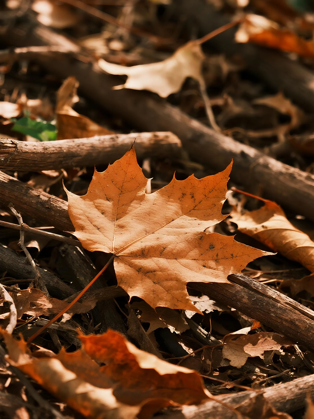 秋天落叶秋季背景图