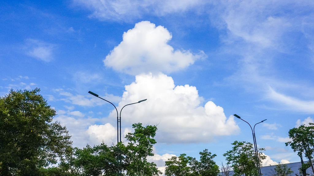 城市户外绿色植物