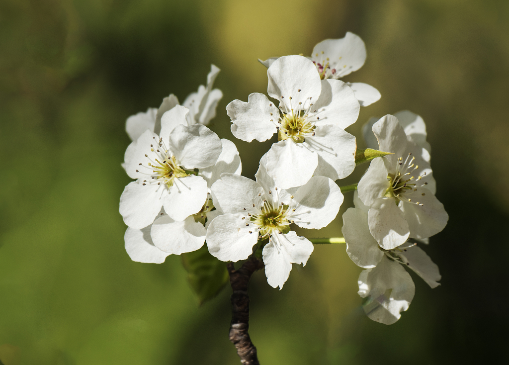 一簇盛开的白色梨花