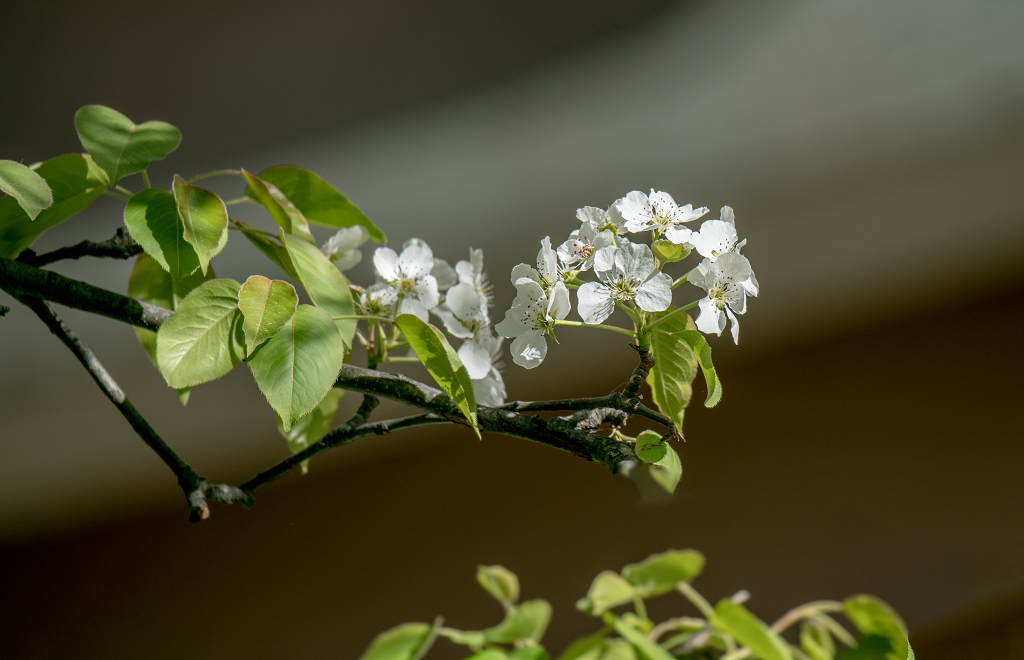 一枝盛开的白色梨花