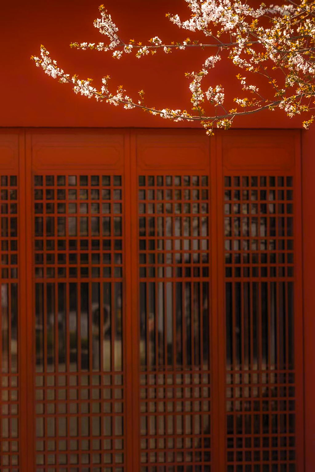 户外门窗外的梅花