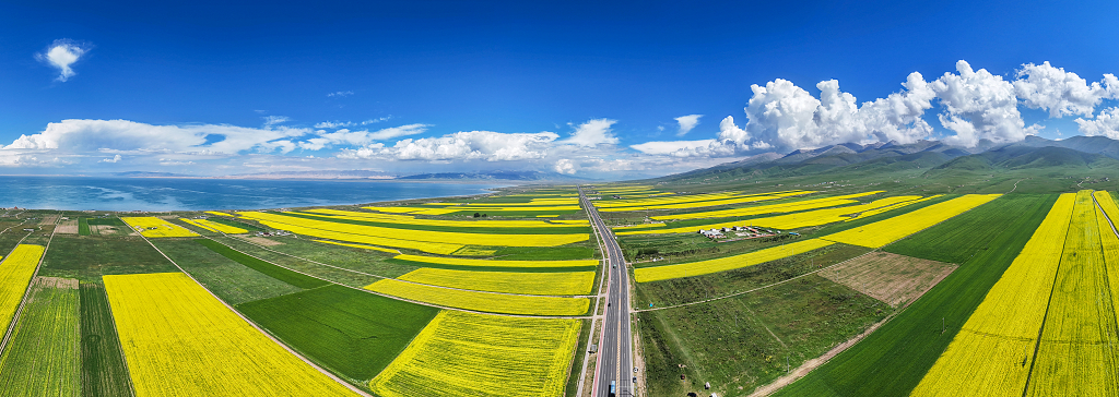 航拍夏日青海湖畔黄绿相间的农田