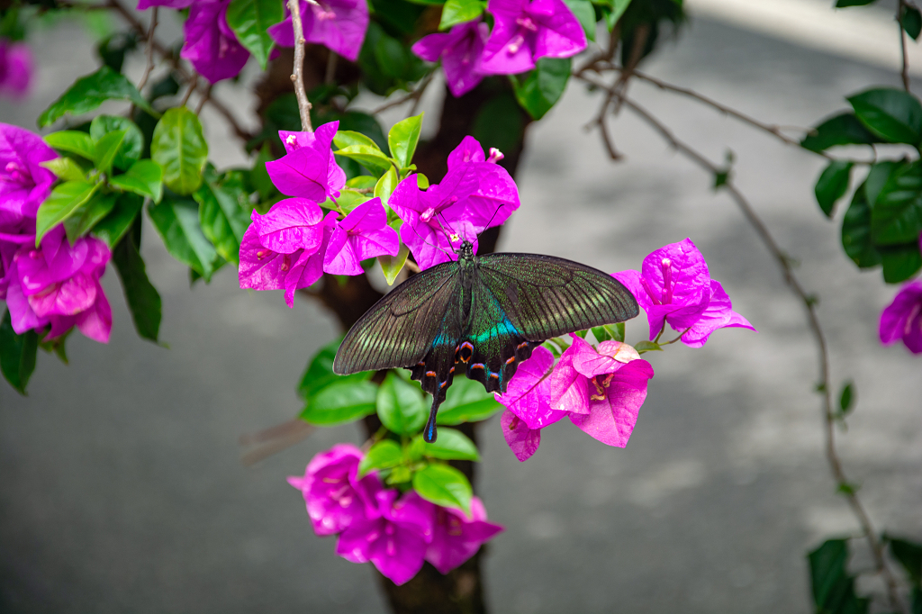 蝴蝶正在三角梅中采蜜